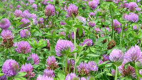 Plantes fourragères