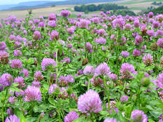 Plantes fourragères